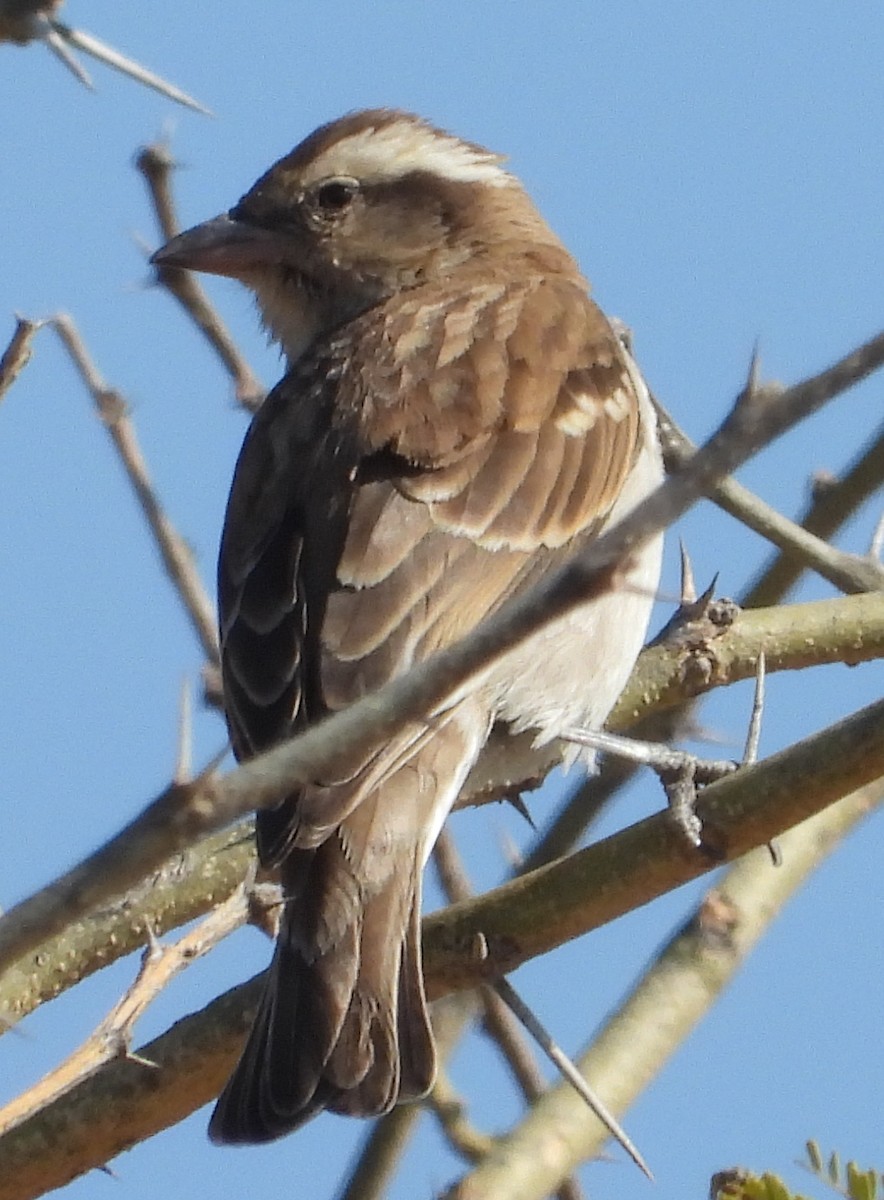 Yellow-throated Bush Sparrow - ML641427492