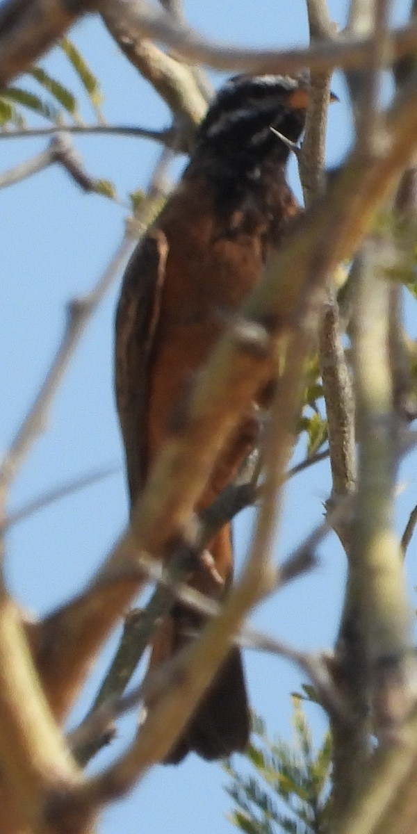 Cinnamon-breasted Bunting - ML641427495