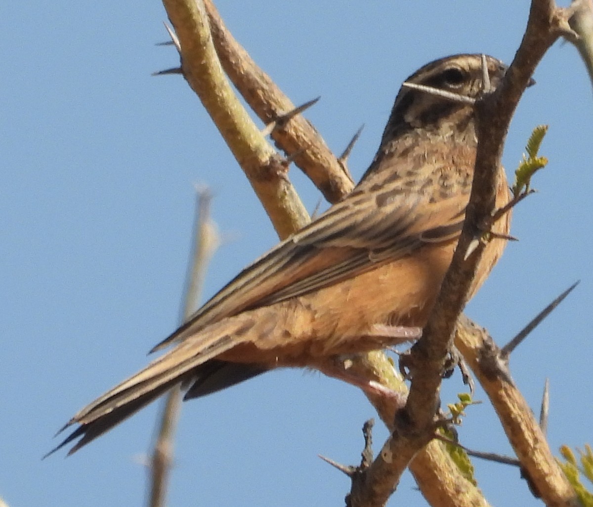 Cinnamon-breasted Bunting - ML641427496