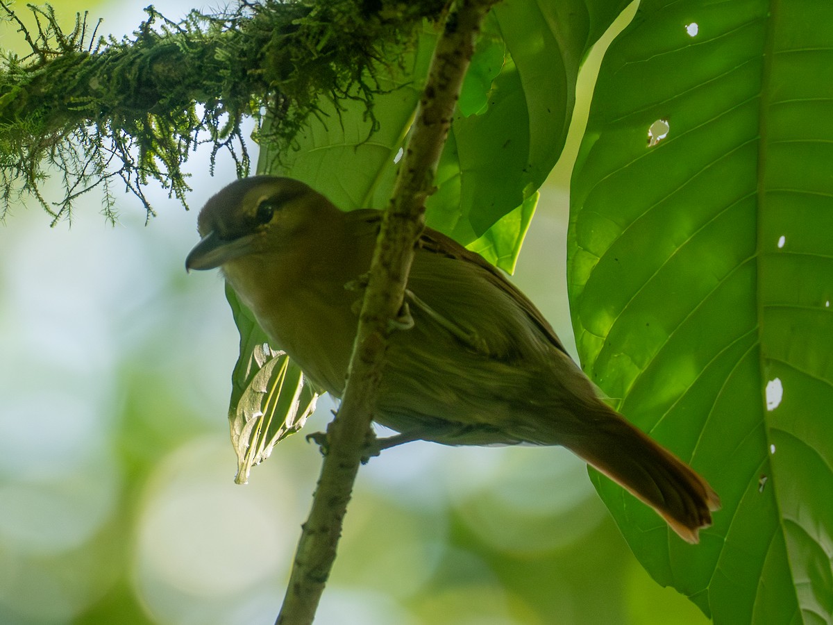 Russet Antshrike (Tawny) - ML641427498