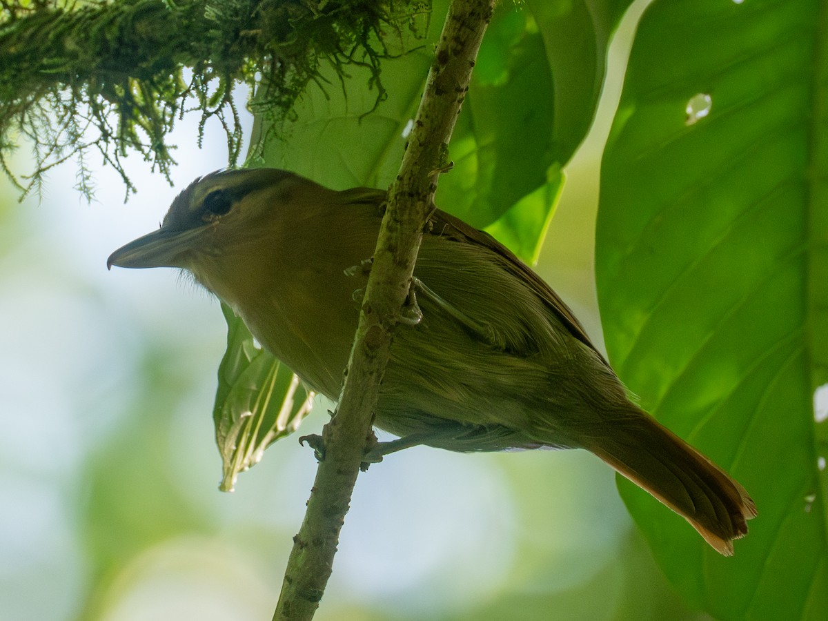 Russet Antshrike (Tawny) - ML641427499