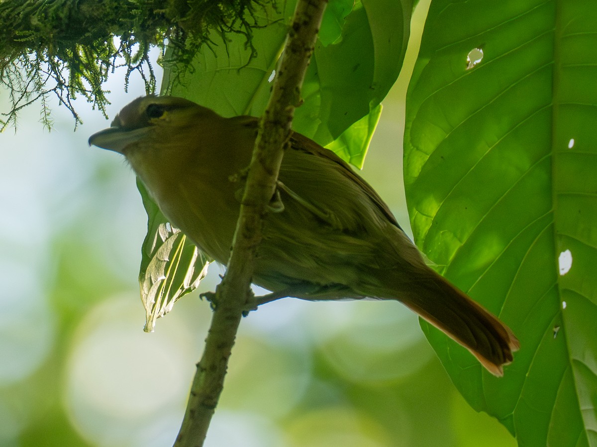 Russet Antshrike (Tawny) - ML641427500
