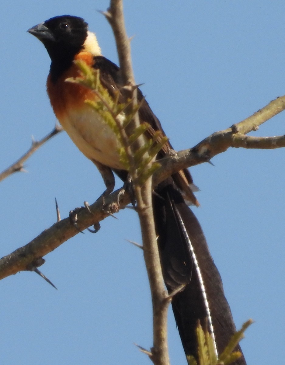 Eastern Paradise-Whydah - ML641427502