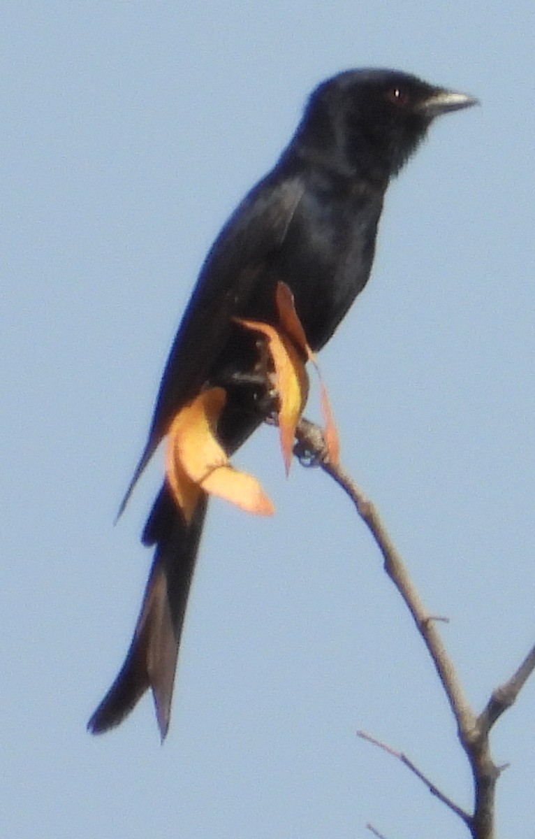 Fork-tailed Drongo - ML641427504