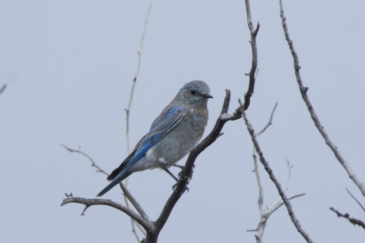 Mountain Bluebird - ML641427521