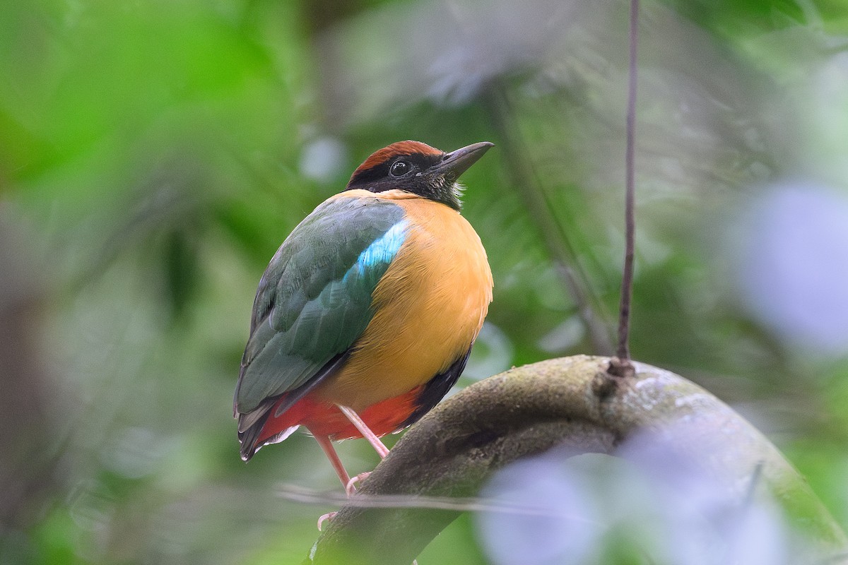 Noisy Pitta - ML641427531