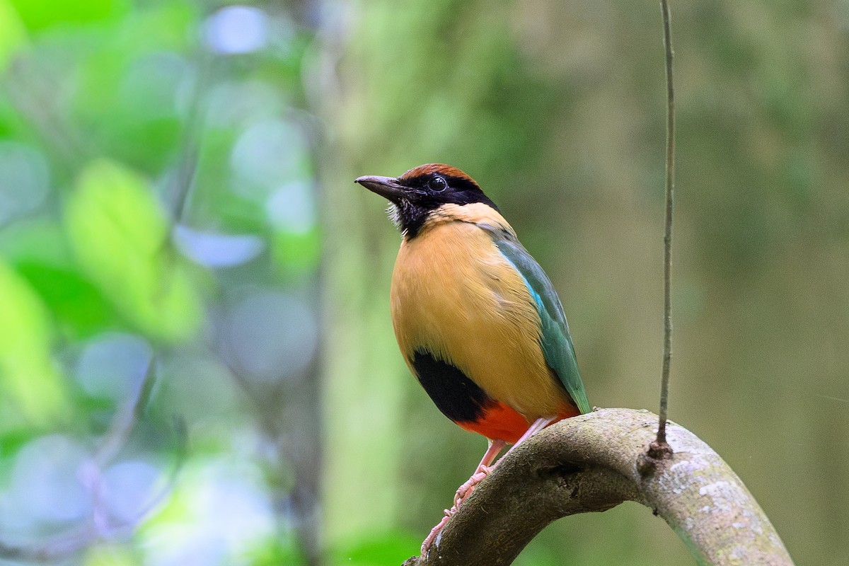 Noisy Pitta - ML641427532