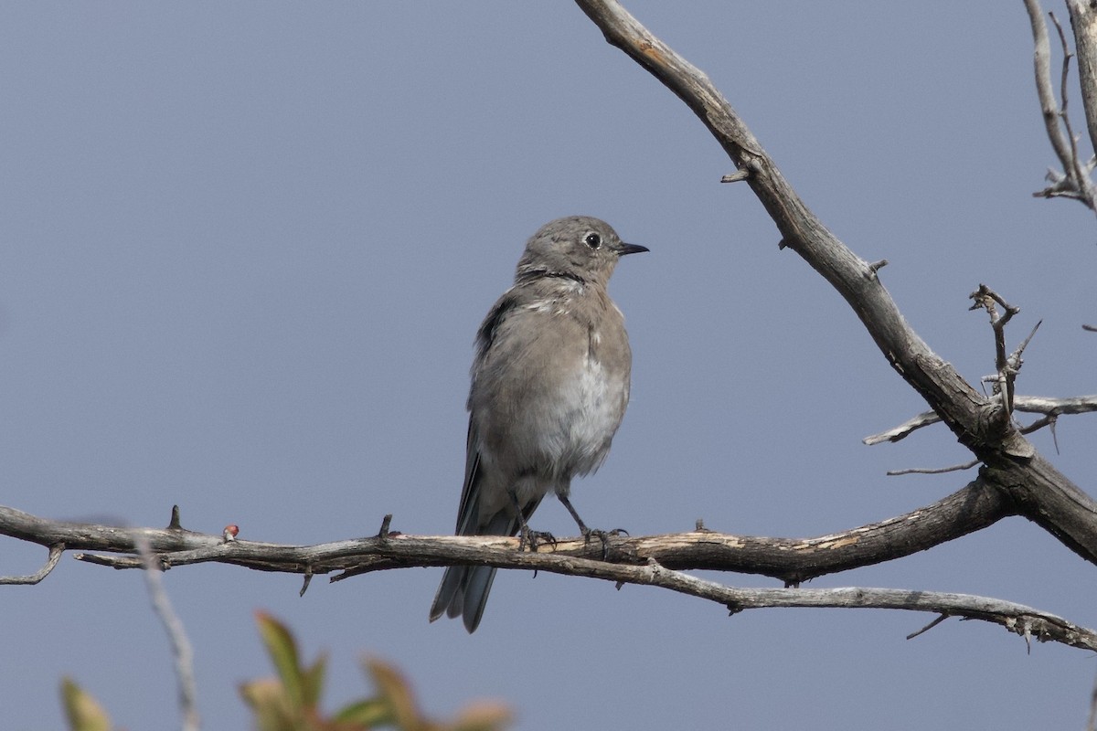 Mountain Bluebird - ML641427534