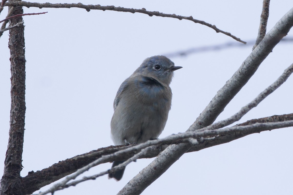 Mountain Bluebird - ML641427546