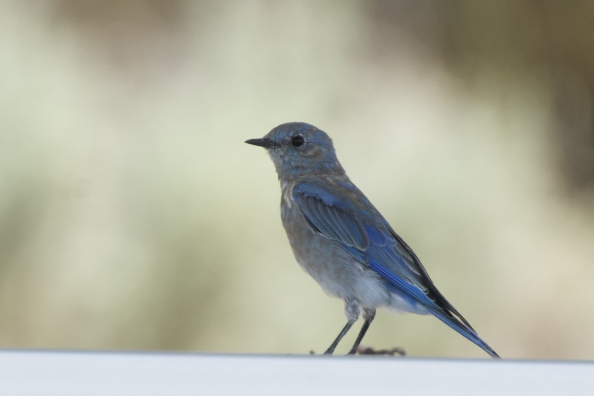 Mountain Bluebird - ML641427554