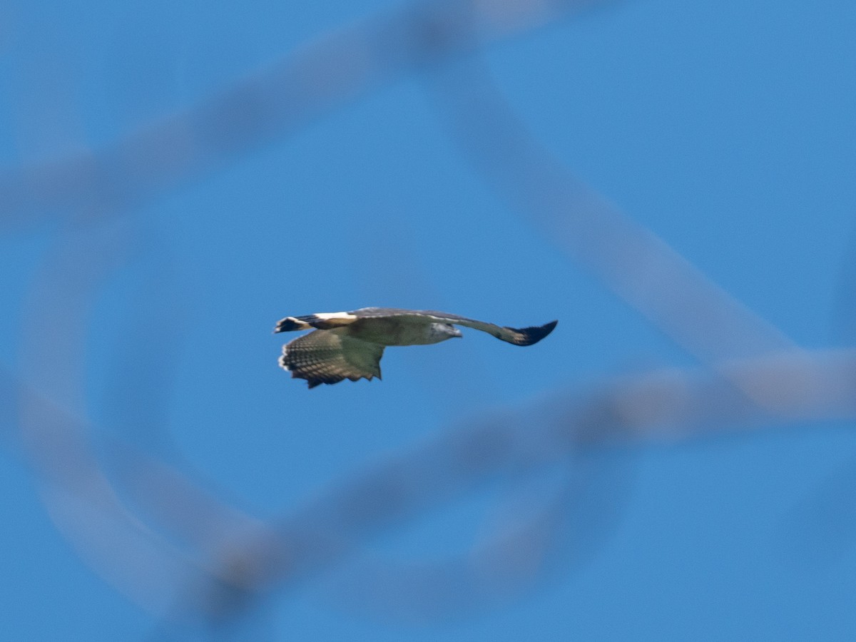 Gray-backed Hawk - ML641427562