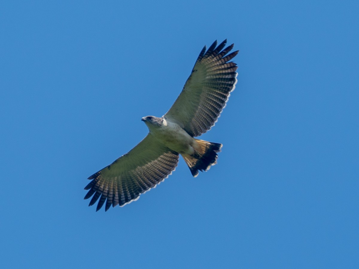 Gray-backed Hawk - ML641427563