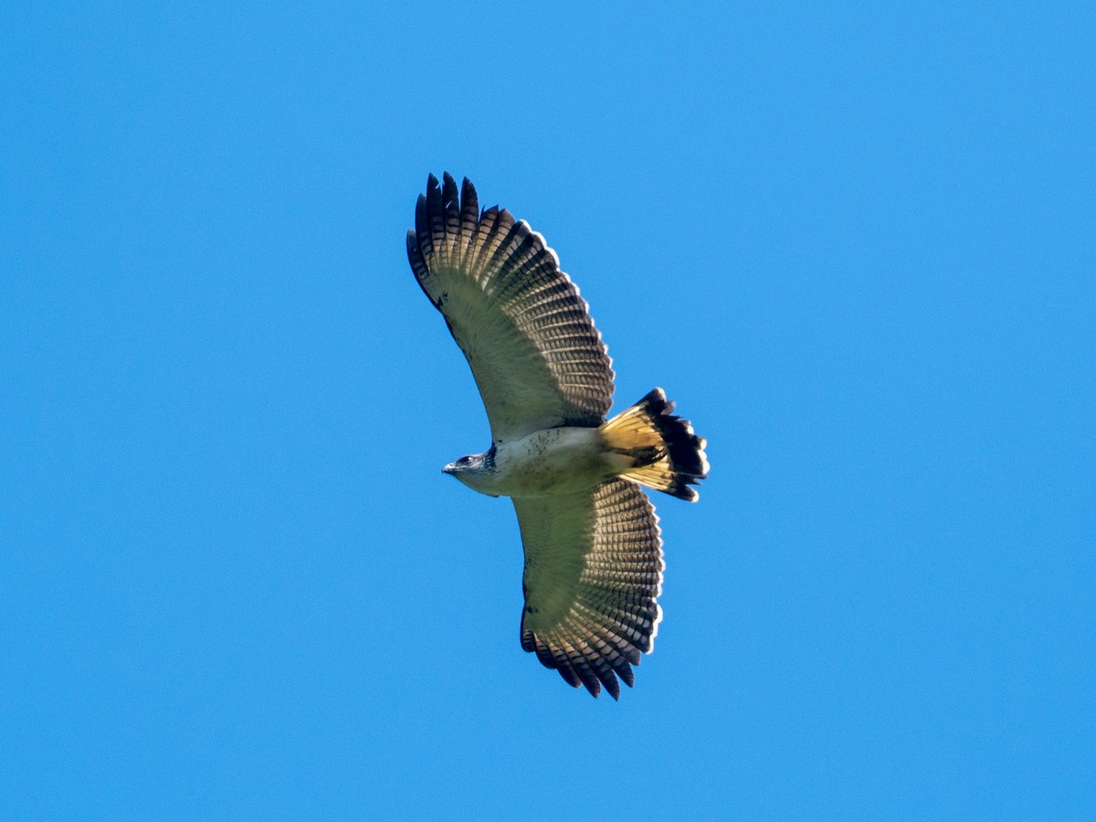 Gray-backed Hawk - ML641427565