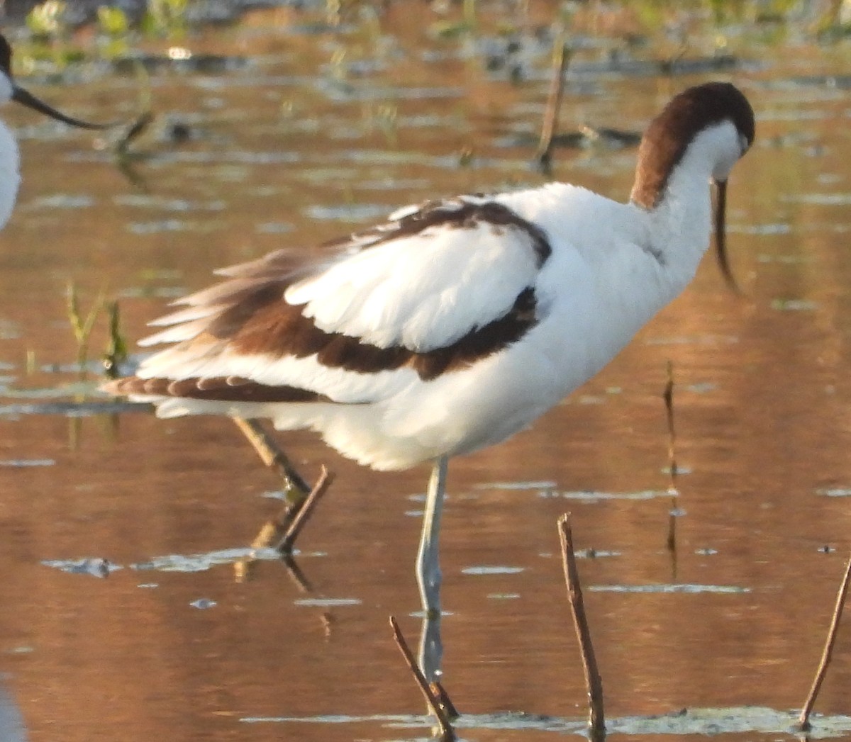 Pied Avocet - ML641427566