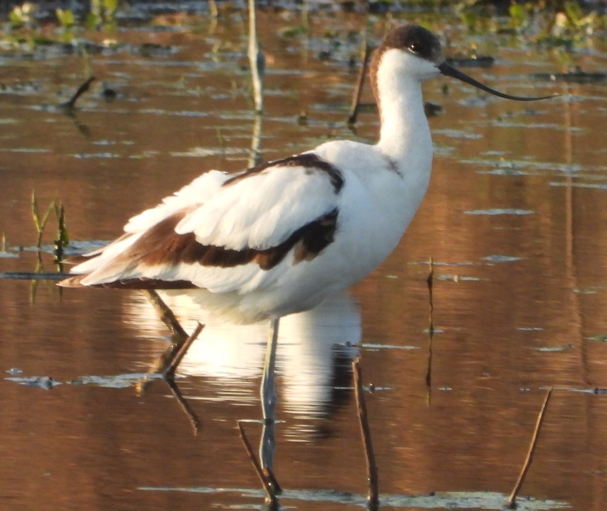 Pied Avocet - ML641427567