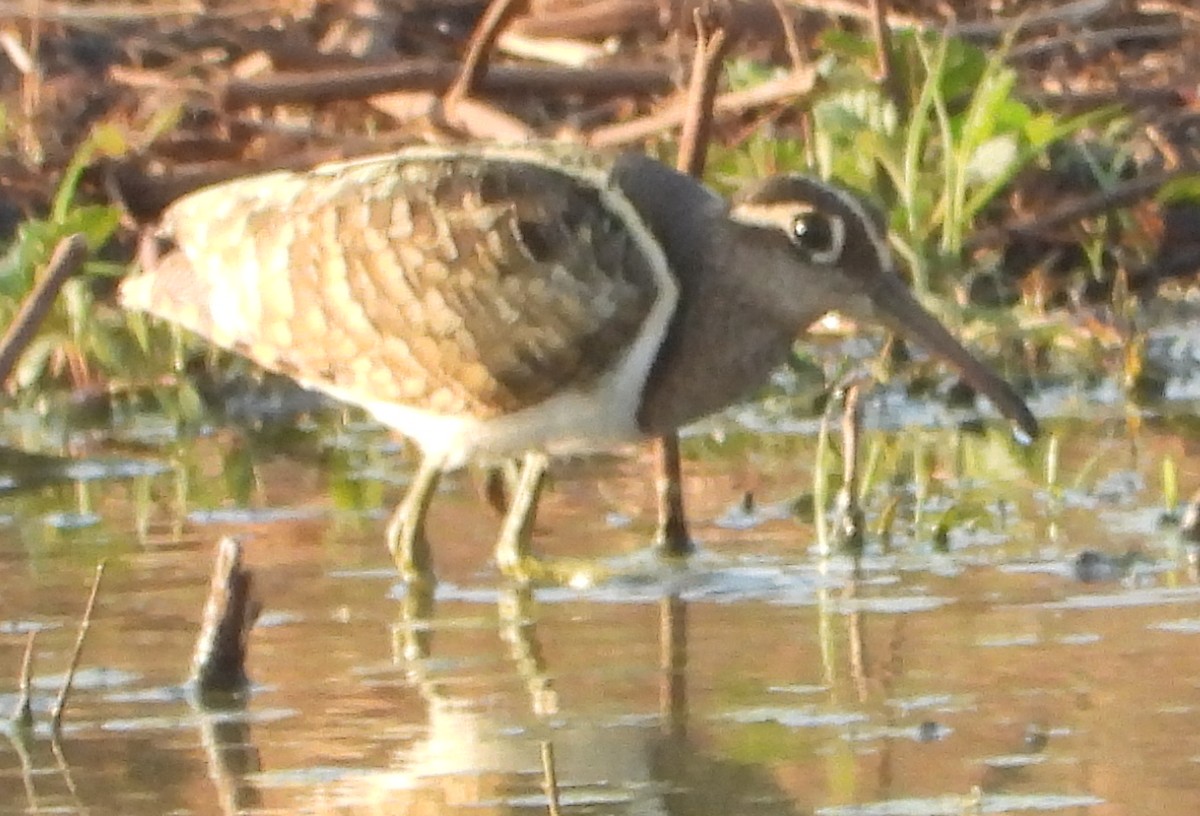 Greater Painted-Snipe - ML641427571