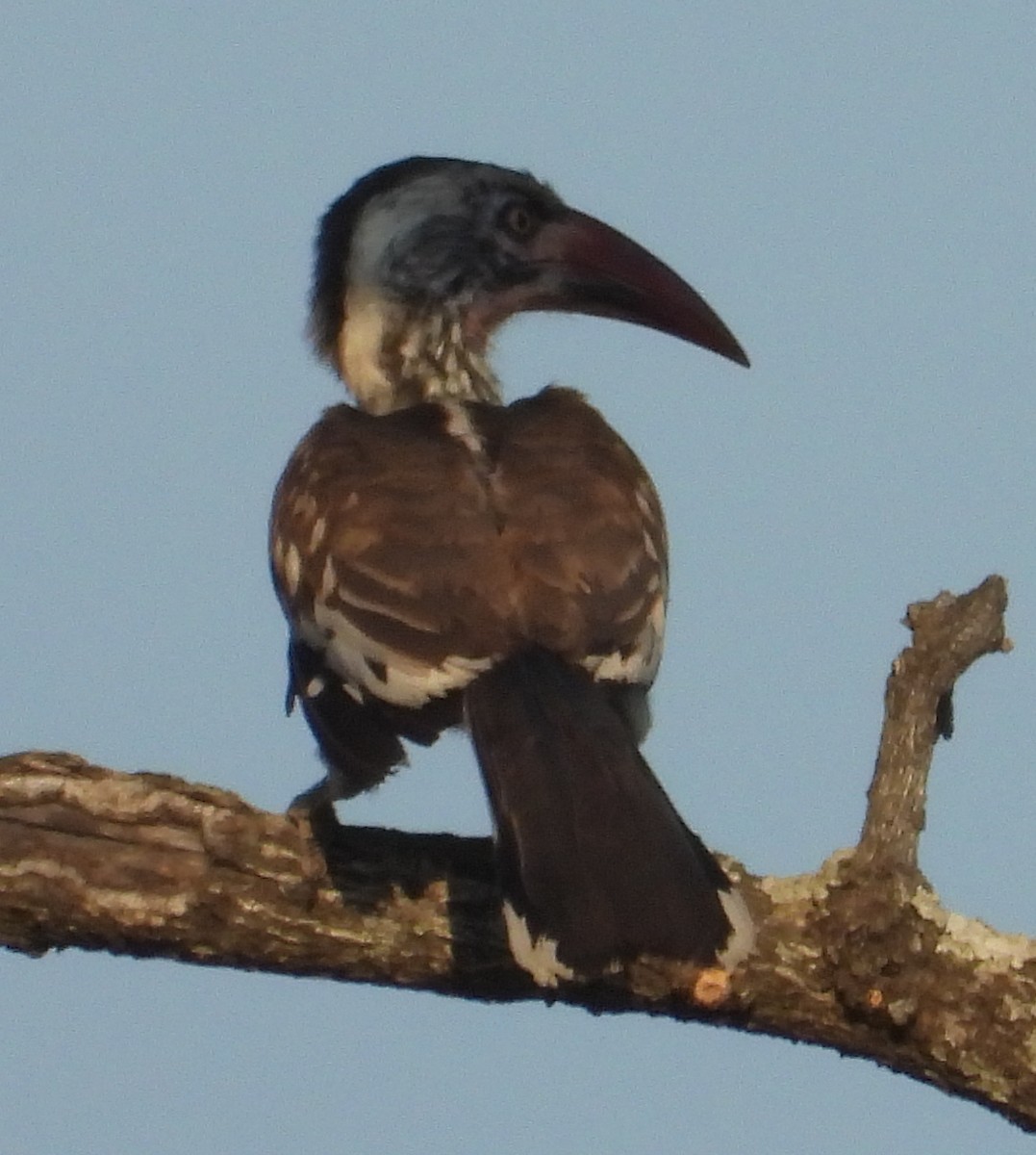Southern Red-billed Hornbill - ML641427583