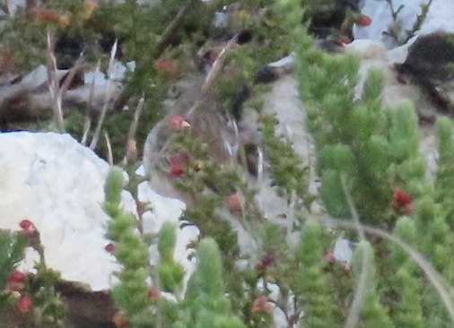 Nicholson's Pipit - ML641427592