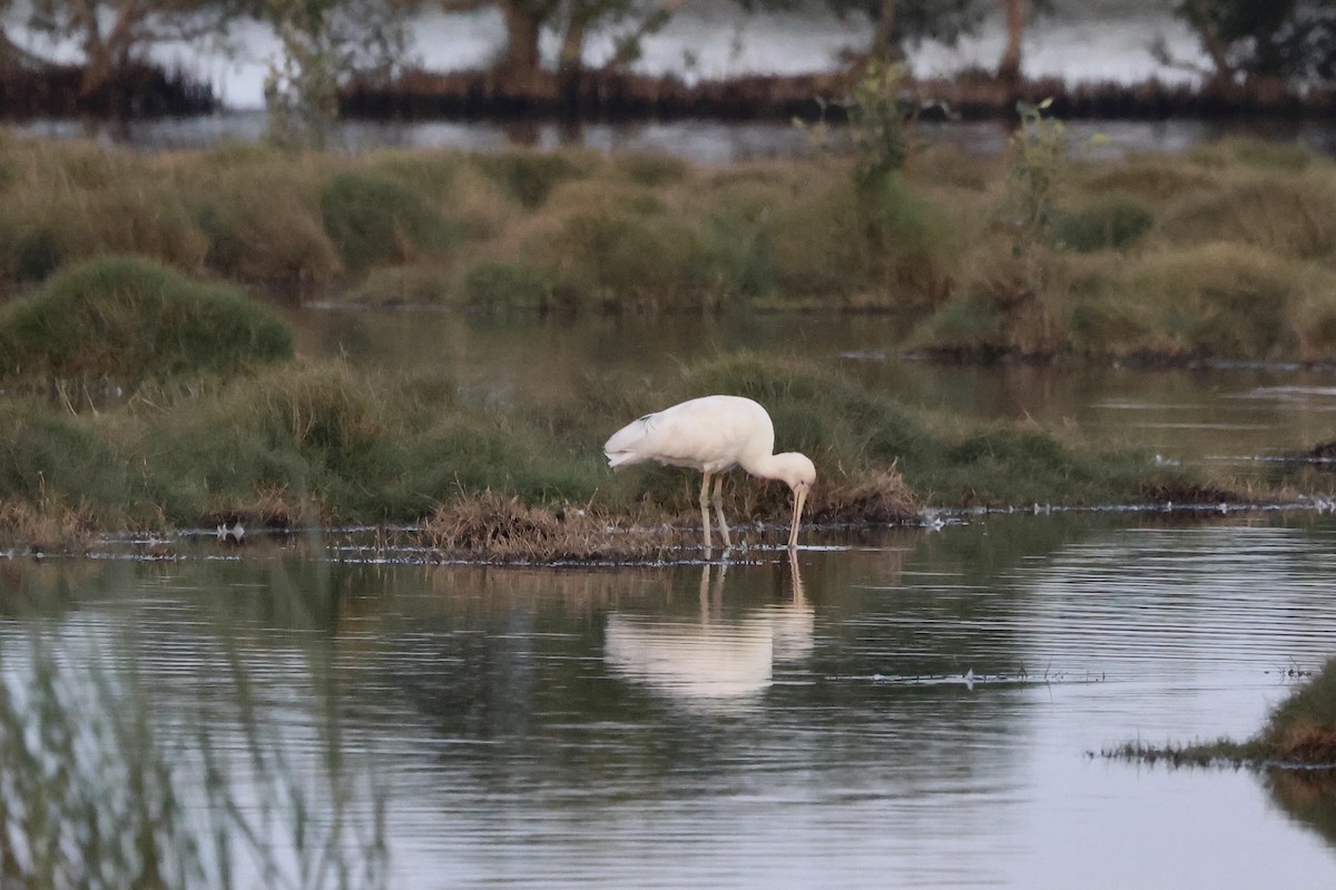 Yellow-billed Spoonbill - ML641427619