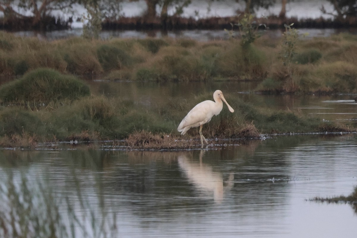 Yellow-billed Spoonbill - ML641427620