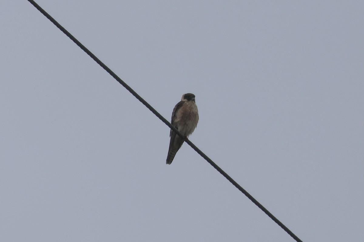 Australian Hobby - ML641427657