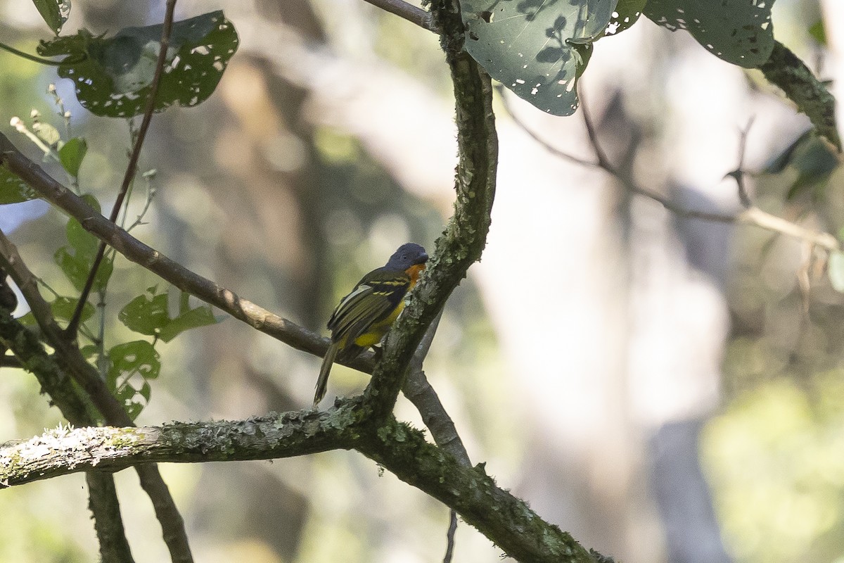 Lagden's Bushshrike (Eastern) - ML641427668