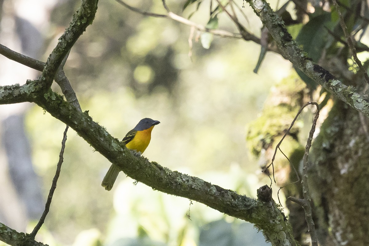 Lagden's Bushshrike (Eastern) - ML641427669