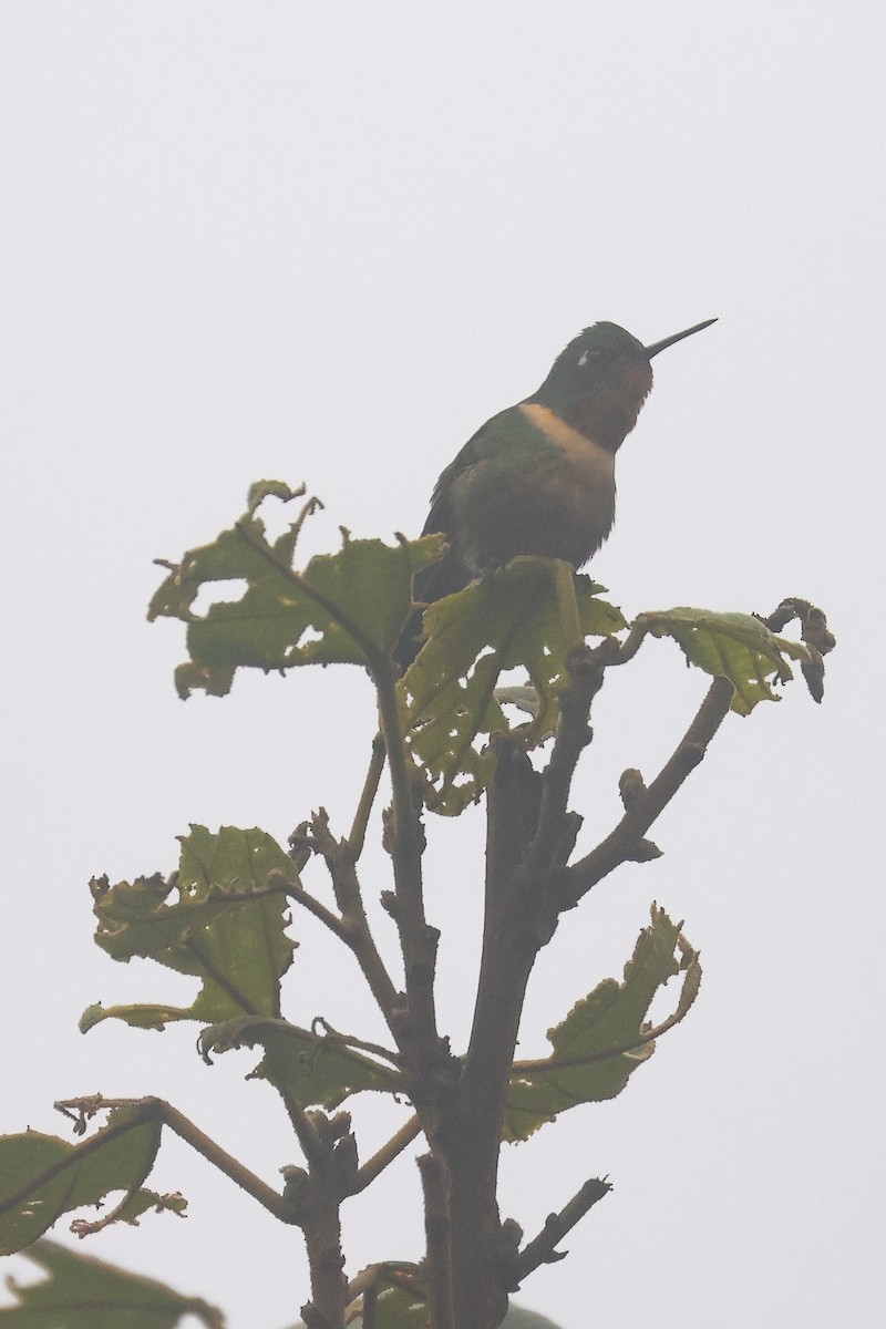 Amethyst-throated Sunangel - ML641427753