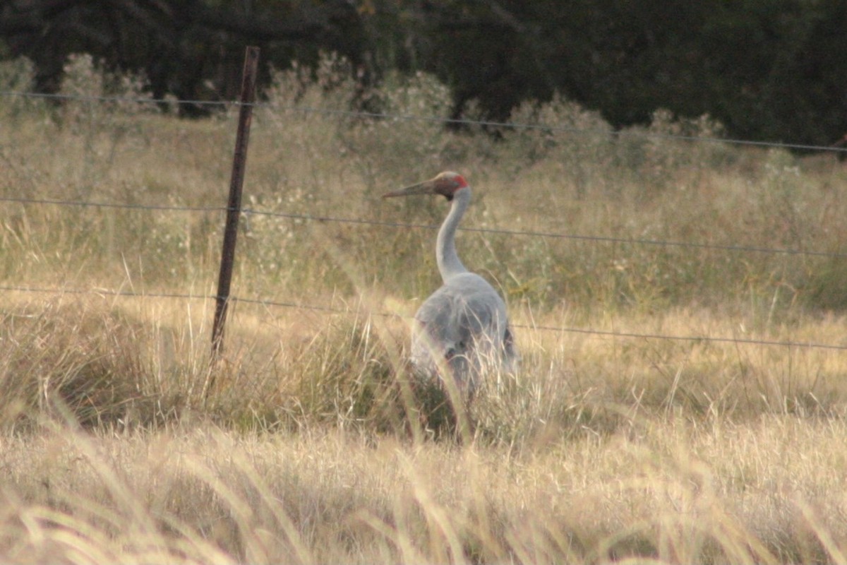 Brolga - ML641427782