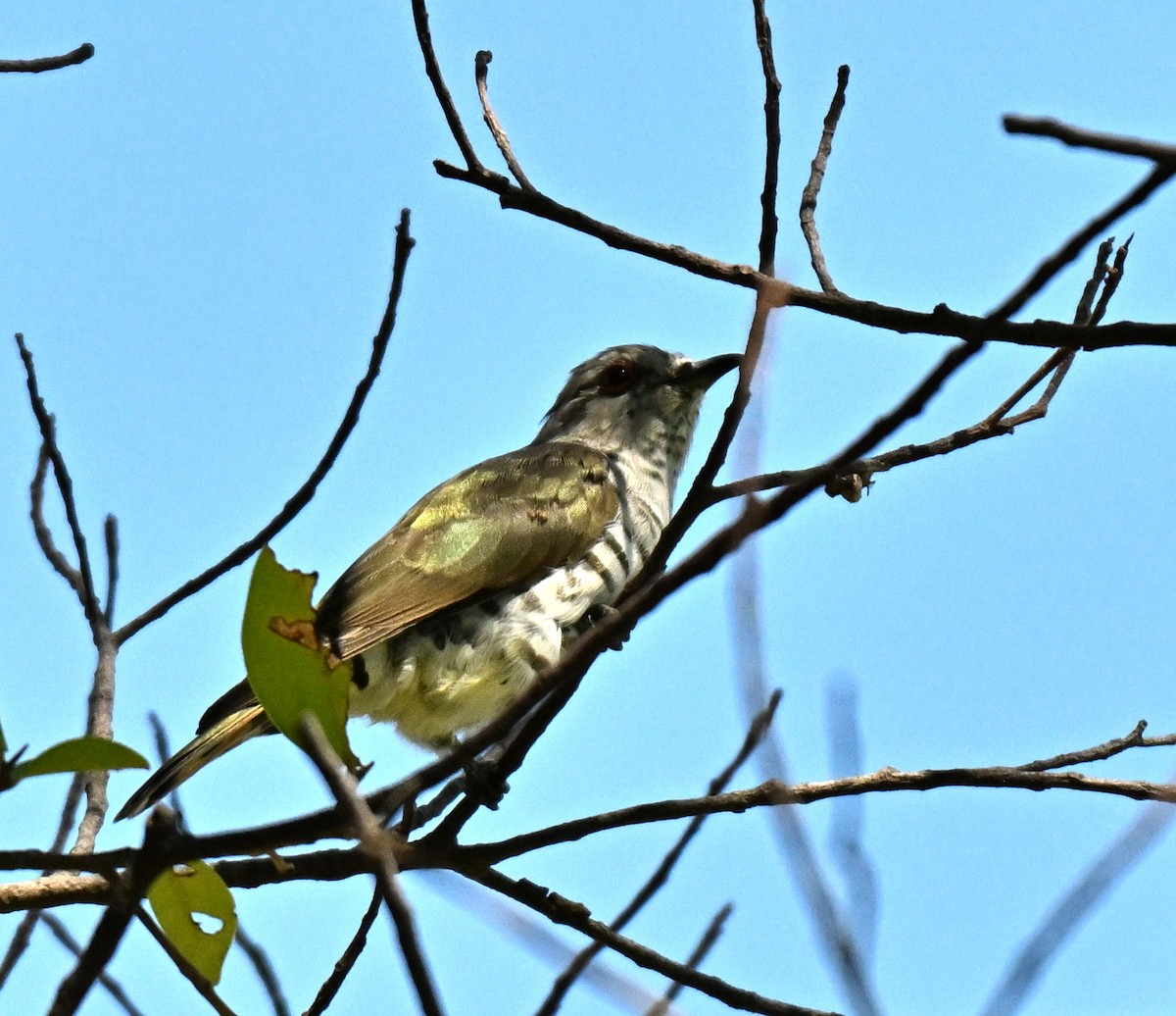 Little Bronze-Cuckoo - ML641427796