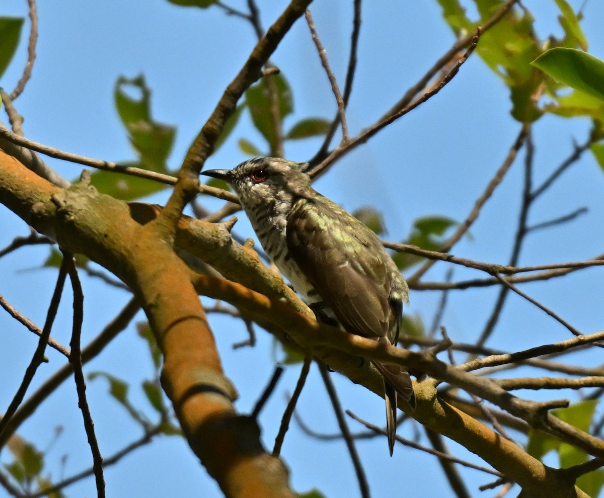 Little Bronze-Cuckoo - ML641427797