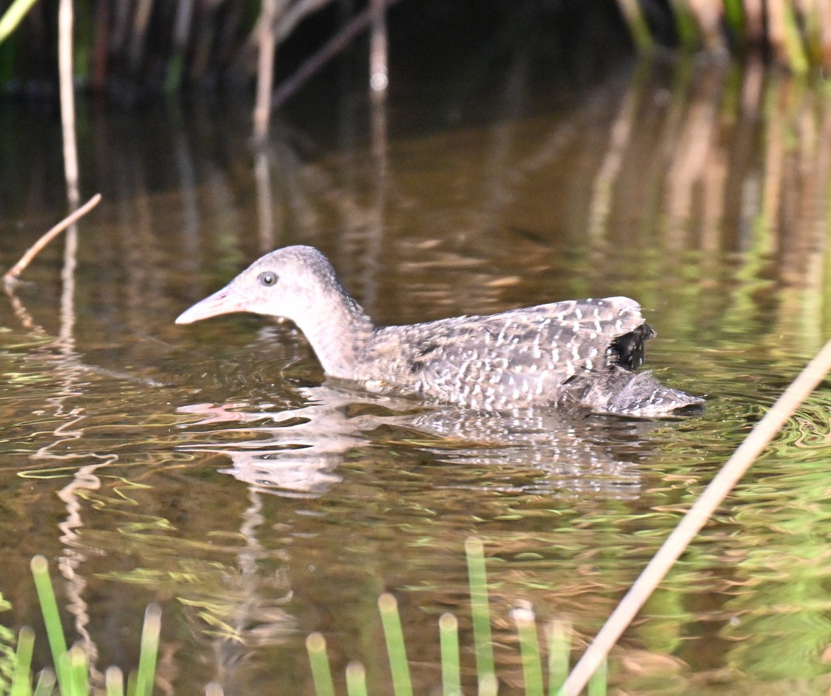 Slaty-breasted Rail - ML641427805
