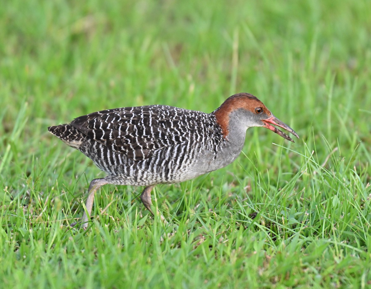 Slaty-breasted Rail - ML641427807