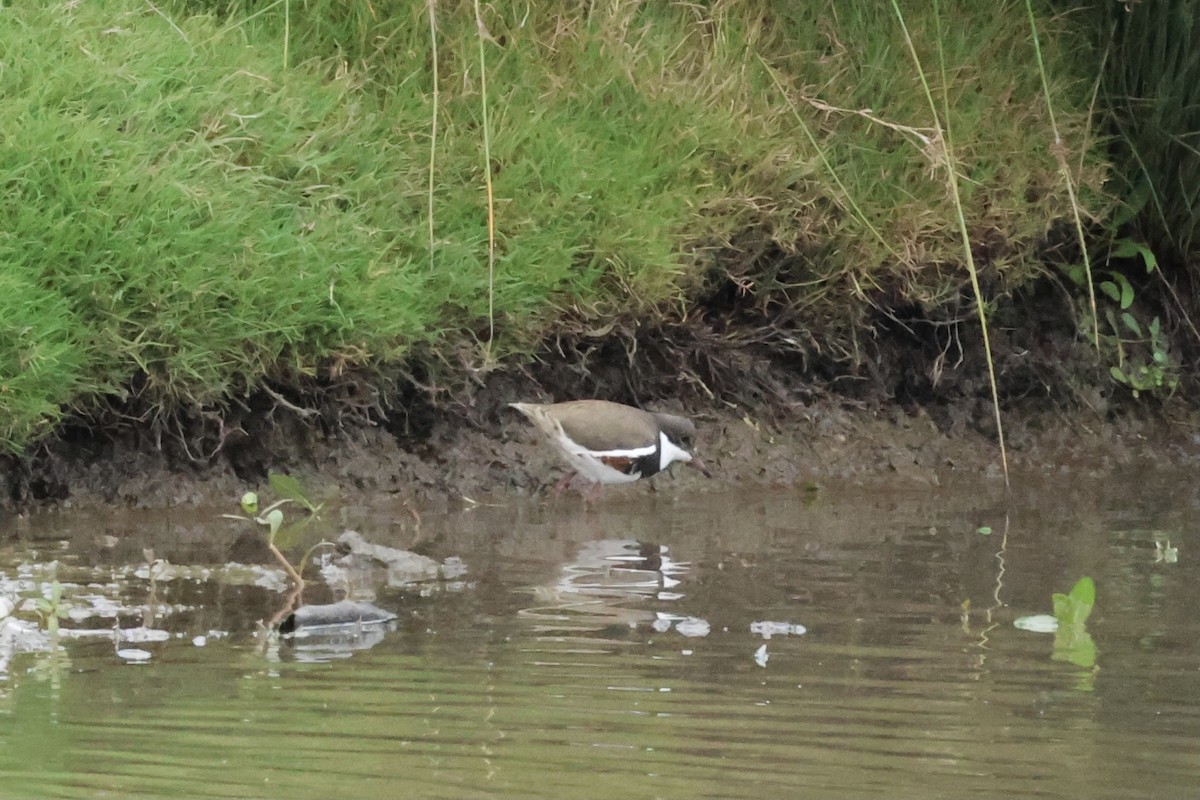 Red-kneed Dotterel - ML641427809