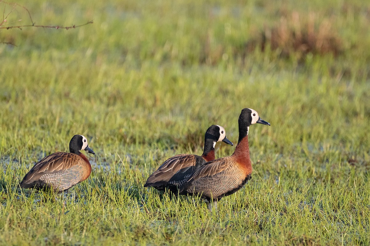 Dendrocygne veuf - ML641427811
