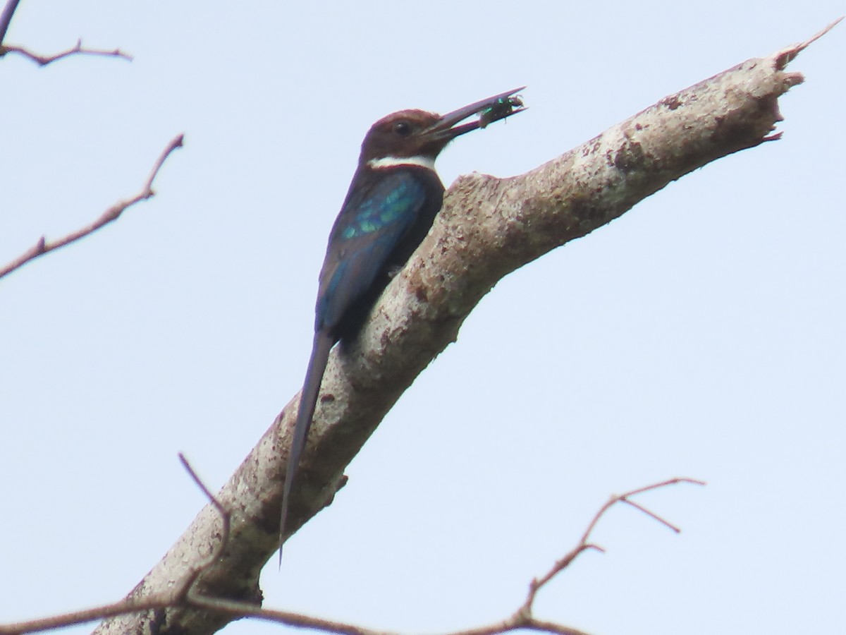 paradisjakamar - ML641427821
