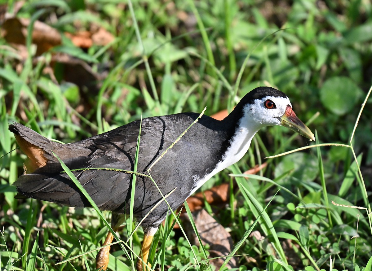 White-breasted Waterhen - ML641427822