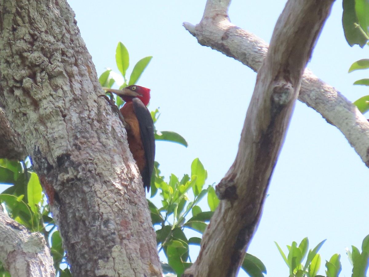 Red-necked Woodpecker - ML641427856