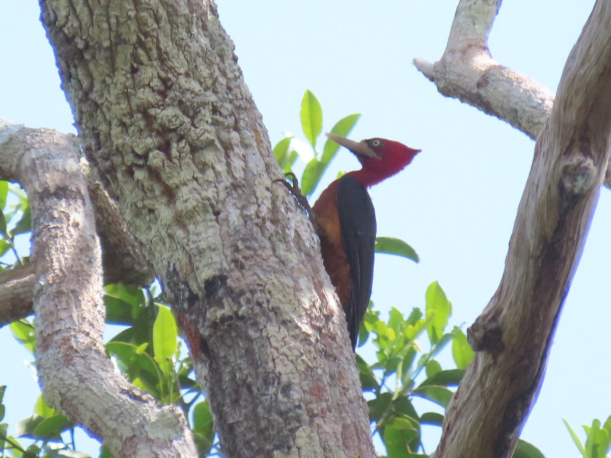 Red-necked Woodpecker - ML641427859