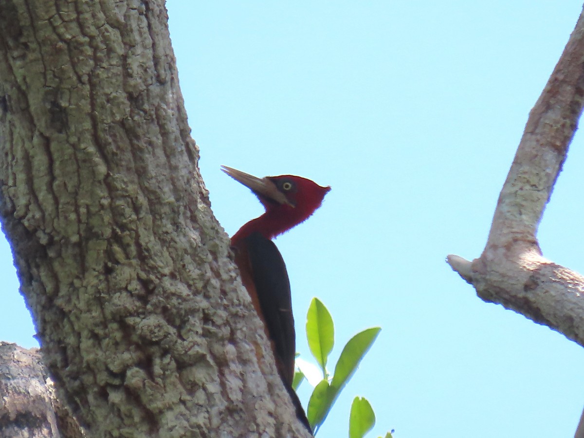 Red-necked Woodpecker - ML641427862