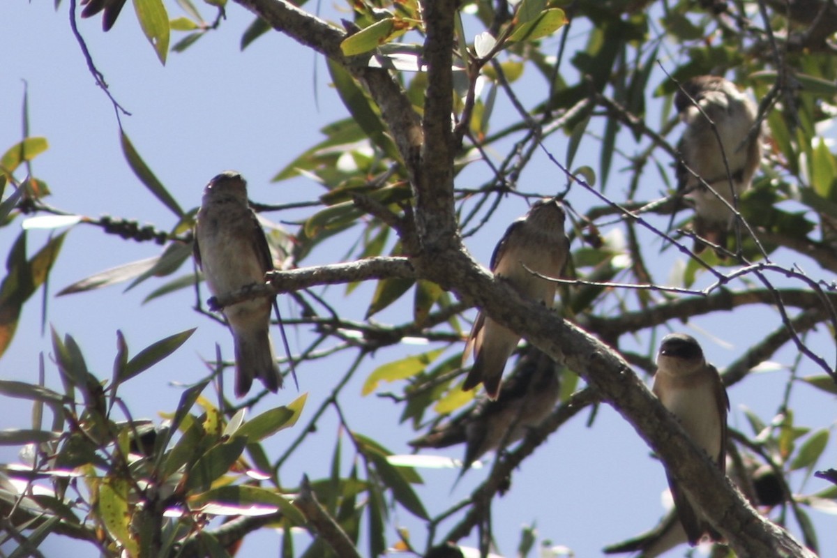 Tree Martin - ML641427876