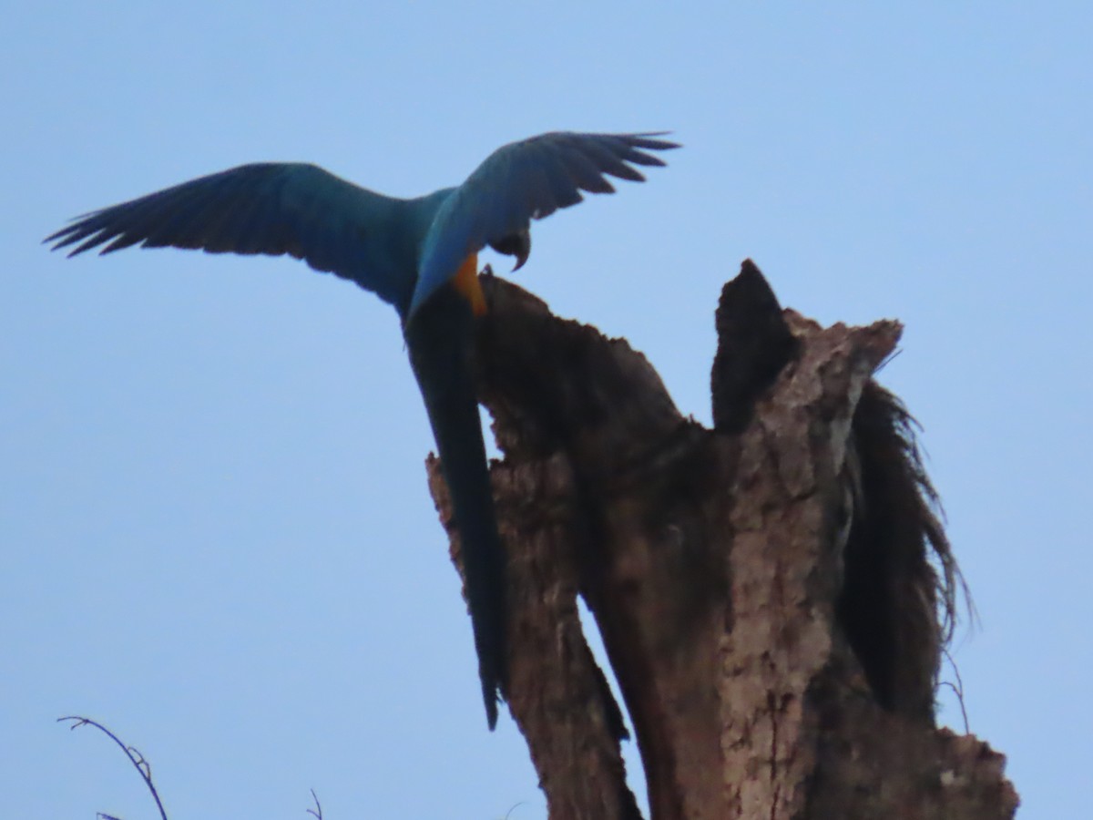 Blue-and-yellow Macaw - ML641427896