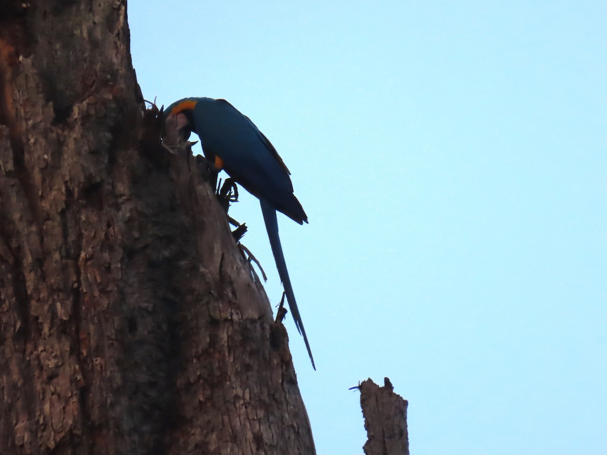Blue-and-yellow Macaw - ML641427918