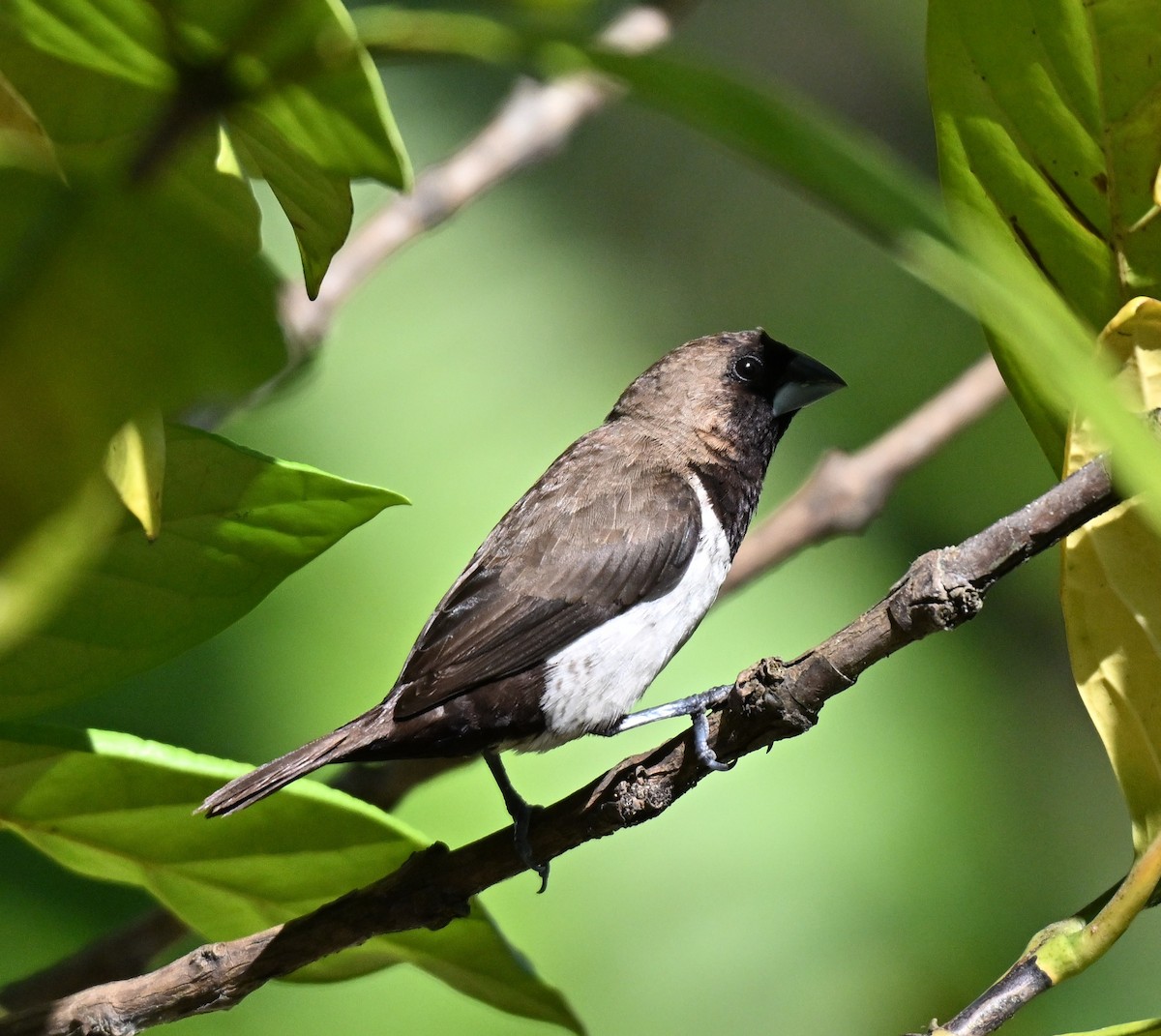 Javan Munia - ML641427921