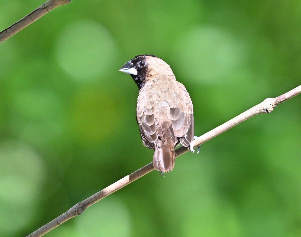 Javan Munia - ML641427922