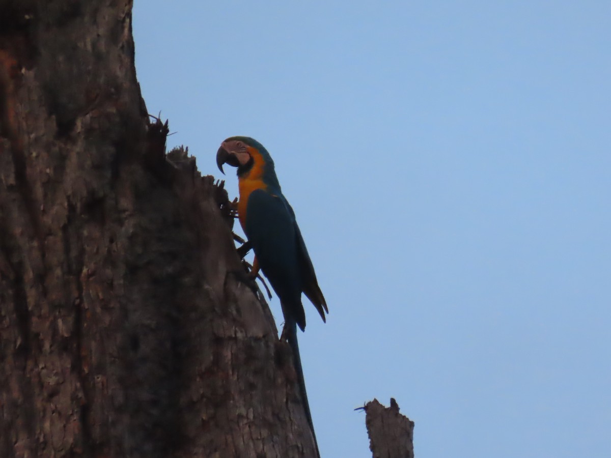 Blue-and-yellow Macaw - ML641427924