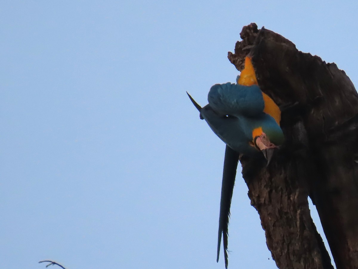 Blue-and-yellow Macaw - ML641427925