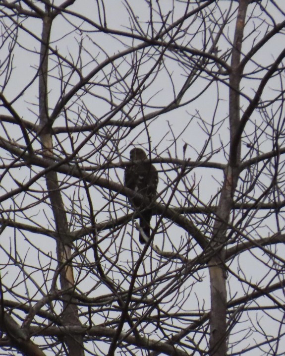 Sharp-shinned Hawk - ML641427957