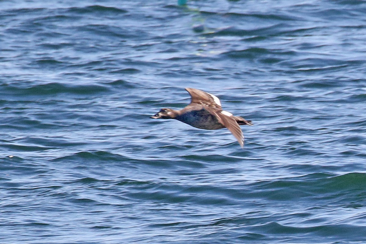 White-winged Scoter - ML641427960