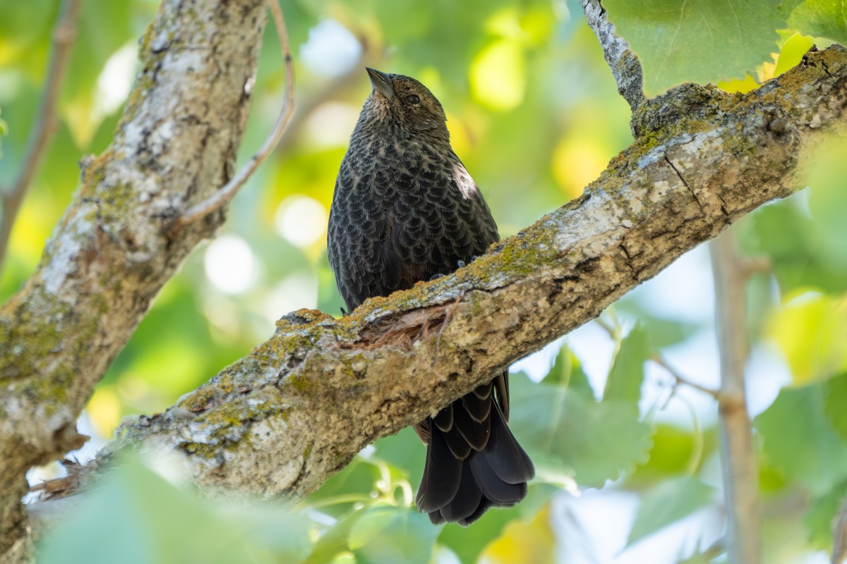 Tricolored Blackbird - ML641427962